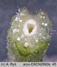 Arctium nemorosum (łopian gajowy)