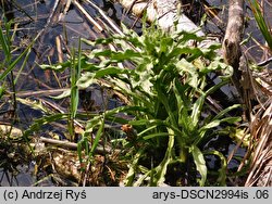 Senecio congestus (starzec błotny)