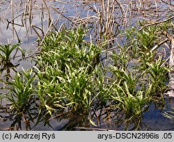 Senecio congestus (starzec błotny)