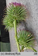 Arctium nemorosum (łopian gajowy)