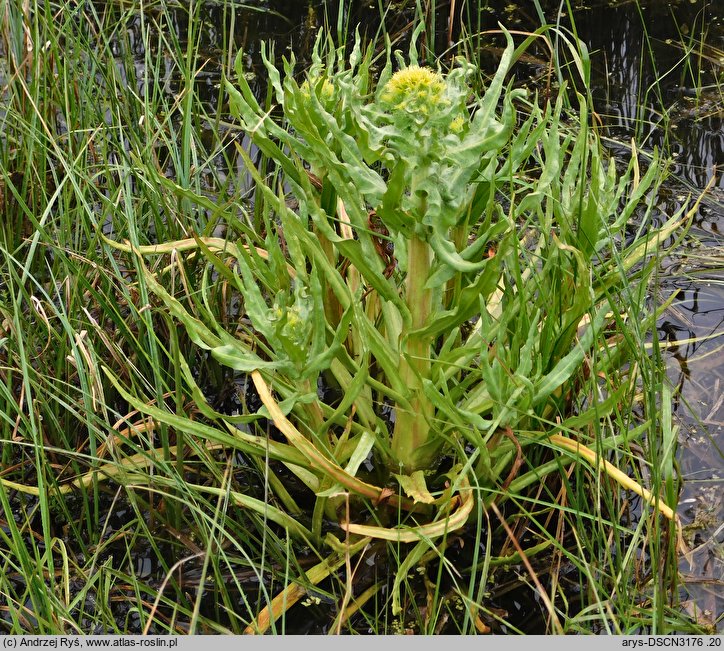 Senecio congestus (starzec błotny)