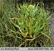 Senecio congestus (starzec błotny)