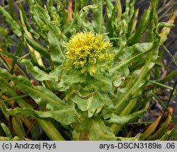 Senecio congestus (starzec błotny)