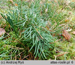 Diphasiastrum tristachyum (widlicz cyprysowy)