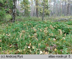 Diphasiastrum tristachyum (widlicz cyprysowy)