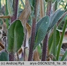 Arabis hirsuta (gęsiówka szorstkowłosista)