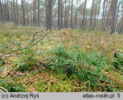 Diphasiastrum tristachyum (widlicz cyprysowy)