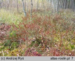 Chamaedaphne calyculata (chamedafne północna)