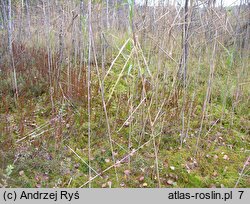 Chamaedaphne calyculata (chamedafne północna)