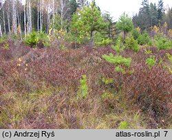 Chamaedaphne calyculata (chamedafne północna)