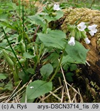 Pulmonaria obscura (miodunka ćma)