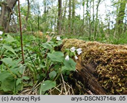 Pulmonaria obscura (miodunka ćma)