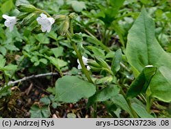 Pulmonaria obscura (miodunka ćma)