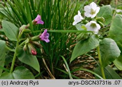 Pulmonaria obscura (miodunka ćma)