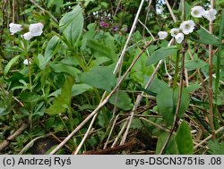 Pulmonaria obscura (miodunka ćma)