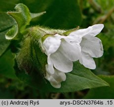 Pulmonaria obscura (miodunka ćma)