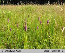 Dactylorhiza incarnata ssp. incarnata (kukułka krwista typowa)