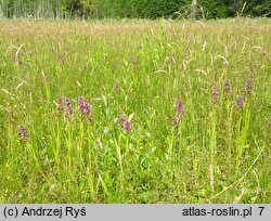 Dactylorhiza incarnata ssp. incarnata (kukułka krwista typowa)