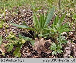 Pulmonaria angustifolia (miodunka wąskolistna)