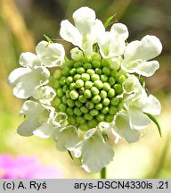 Scabiosa ochroleuca (driakiew żółtawa)