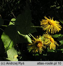 Telekia speciosa (smotrawa okazała)