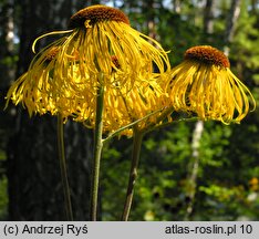 Telekia speciosa (smotrawa okazała)