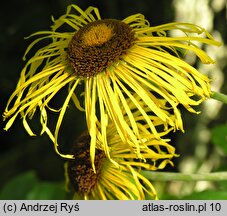 Telekia speciosa (smotrawa okazała)