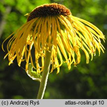 Telekia speciosa (smotrawa okazała)