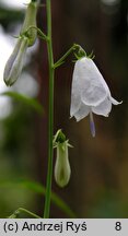 Adenophora liliifolia (dzwonecznik wonny)