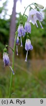 Adenophora liliifolia (dzwonecznik wonny)