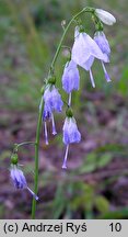 Adenophora liliifolia (dzwonecznik wonny)