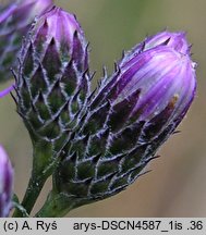 Serratula tinctoria (sierpik barwierski)