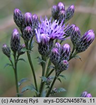 Serratula tinctoria (sierpik barwierski)