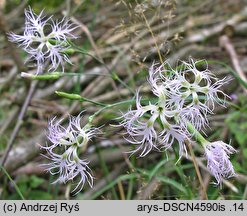 Dianthus superbus ssp. superbus (goździk pyszny)