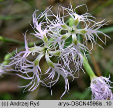 Dianthus superbus ssp. superbus (goździk pyszny)