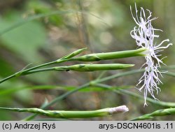 Dianthus superbus ssp. superbus (goździk pyszny)