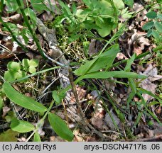 Lathyrus pisiformis (groszek wielkoprzylistkowy)