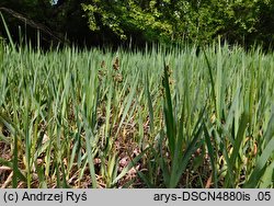 Hierochloe repens (turówka rozłogowa)