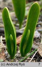 Ophioglossum vulgatum (nasięźrzał pospolity)