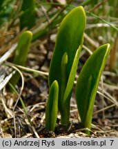 Ophioglossum vulgatum (nasięźrzał pospolity)