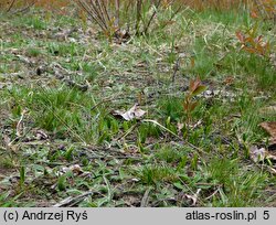 Ophioglossum vulgatum (nasięźrzał pospolity)