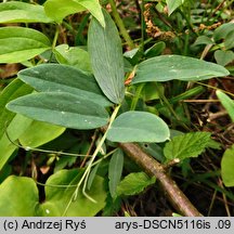 Lathyrus pisiformis (groszek wielkoprzylistkowy)