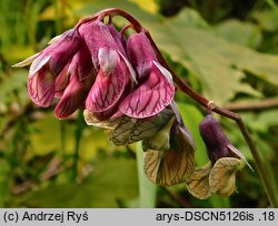 Lathyrus pisiformis (groszek wielkoprzylistkowy)
