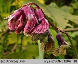 Lathyrus pisiformis (groszek wielkoprzylistkowy)