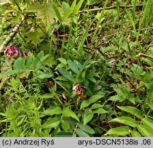 Lathyrus pisiformis (groszek wielkoprzylistkowy)