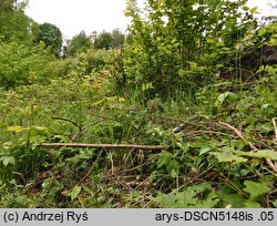 Lathyrus pisiformis (groszek wielkoprzylistkowy)