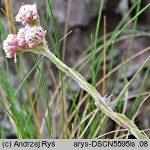 Antennaria dioica (ukwap dwupienny)