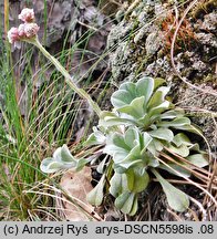 Antennaria dioica (ukwap dwupienny)