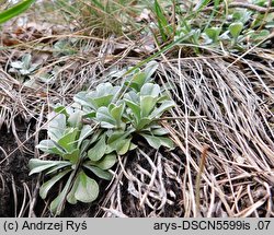 Antennaria dioica (ukwap dwupienny)