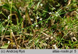 Galium pumilum (przytulia szorstkoowockowa)